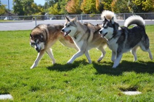 Dogs play at Dog Play Dates of Cedar City meetup group, City 4th 14th Ward of The Church of Jesus Christ of Latter-day Saints, Cedar City, Utah, fall 2015 | Photo by Mandy Robinson courtesy of Courtney Sullivan, St. George News