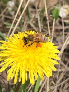 A bee gathers pollen from a flower. A beginning beekeeping class is scheduled for Feb. 26, Hurricane, Utah, February 2015 | Photo courtesy Muddy Bees Bakery, St. George News