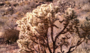 Cholla cactus can be found in Snow Canyon State Park, Ivins, Utah, Jan. 1, 2012 | Photo by Julie Applegate, St. George News