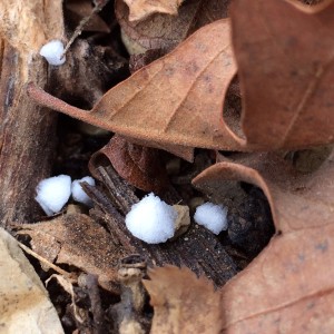 Close up of Graupel snow taken near the Oak Grove campground above Leeds, Utah, Nov. 24, 2015 | Photo by Jerry Whitworth, St. George News