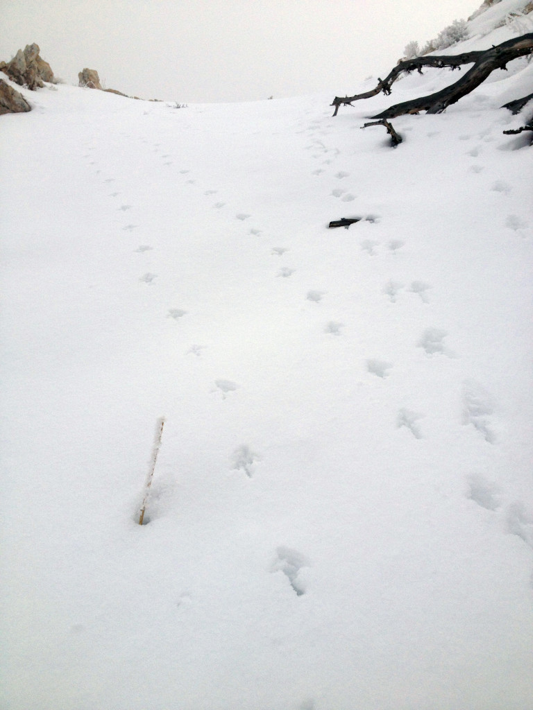Chukar tracks in the snow, location and date unspecified | Photo courtesy of Jeff Callister, Utah Chukar and Wildlife Foundation, St. George News