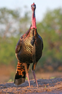 Growing turkey populations mean more opportunities to view and hunt the birds, location unspecified, Nov. 21, 2014 | Photo by Lynn Chamberlain, Utah Division of Wildlife Resources, St. George News