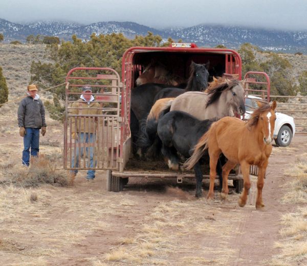 This photo shows horses being released at Trap Site No. 2 in a previous wild horse gather by the Bureau of Land Management in the Sulphur Herd Management Area located in Beaver, Millard and Iron counties, Utah, circa 2010-11 per BLM Web page | Photo courtesy of BLM, St. George News 