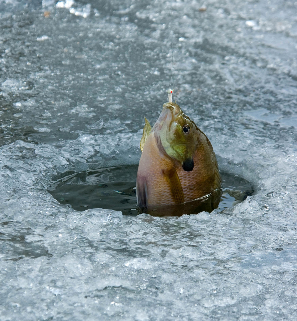 Finding the depth where the fish are is the key to catching fish through the ice, location unspecified, Feb. 10, 2006 | Photo by Ron Stewart, Utah Division of Wildlife Resources, St. George News