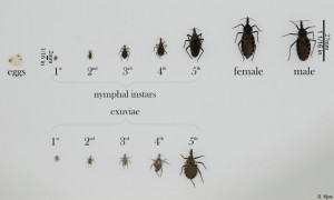 Various triatomine bugs in all life stages, from eggs to nymphs to fully grown adults. A variety of bug species, that share similar traits, are pictured | Image courtesy of the Center for Disease Control and Prevention, St. George News