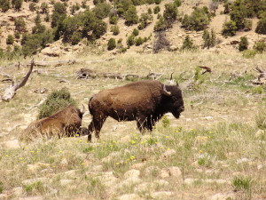 A bison from the genetically pure Henry Mountains herd in Southern Utah, date not specified | Photo by Dustin Ranglack, St. George News