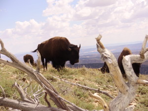 American Bison in the Henry Mountains of Southern Utah, date not specified | Photo by Dustin Ranglack, St. George News