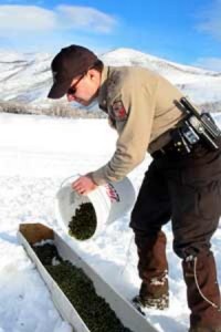 A DWR conservation officer pours food into a trough as part of an emergency feeding situation in northern Utah, date unspecified | Photo courtesy of the Utah Division of Wildlife Resources, St. George News