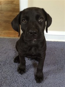 This photo provided by Michael Ehrlich shows his 6-month-old Cane Coro named Jasper at home in Philadelphia. The puppy swallowed two large plastic balls, which remained lodged in his stomach probably for a few weeks, according to Ehrlich. They were surgically retrieved Dec. 26, 2015, and within a few days Jasper was already back on his feet. Photo by Michael Ehrlich via AP, St. George News