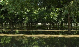 Pecan trees, stock photo, St. George News