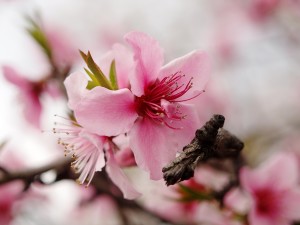 Cherry blossoms, Stock photo, St. George News