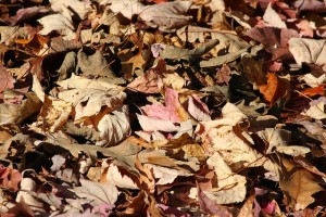 Decaying leaves, stock image | St. George News