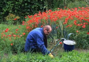 Pulling weeds, stock image | St. George News