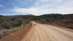 Wild turkeys crossing the access road at the site of the Mountain Meadows Massacre about 36 miles southwest of Cedar City, Utah, March 27, 2016 | Photo by Joyce Kuzmanic, St. George News