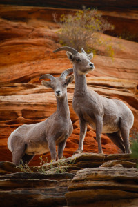 Desert bighorn sheep are thriving in Zion National Park, Utah, date not specified | Photo courtesy of Lynn Chamberlain, St. George News