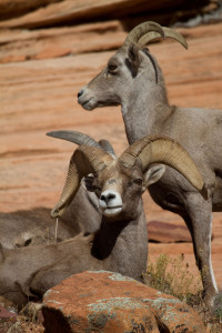 Desert bighorn sheep are thriving in Zion National Park, Utah, date not specified | Photo courtesy of Lynn Chamberlain, St. George News