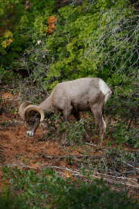 Desert bighorn sheep are thriving in Zion National Park, Utah, date not specified | Photo courtesy of Lynn Chamberlain, St. George News