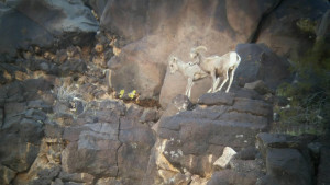 Two of the three desert bighorn sheep that were euthanized in Hurricane Saturday. The wandering sheep were put down to prevent disease from spreading to the large and thriving bighorn sheep population in and around Zion National Park, Hurricane, Utah, Feb. 27, 2016 | Photo courtesy of Utah Division of Wildlife Resources, St. George News