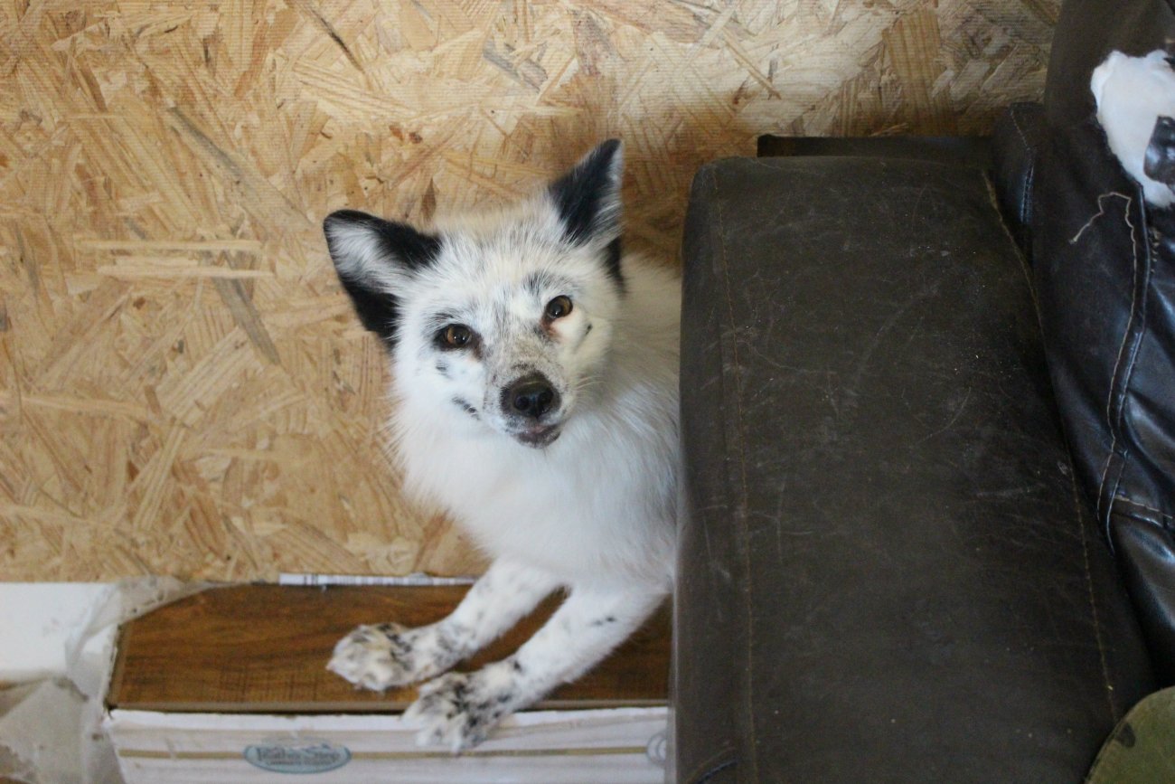 russian domesticated fox