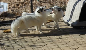 Boris and Ishka in their outdoor pen, Southern Utah, February, 2016 | Photo by Mori Kessler, St. George News