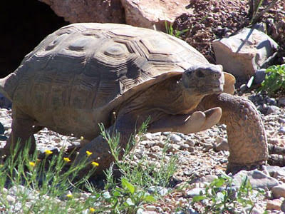 Tank, desert tortoise| Photo courtesy of Red Cliffs Desert Reserve, St. George News 