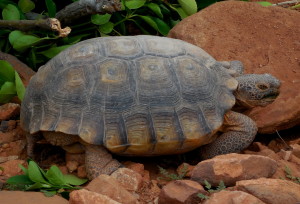 A Mohave desert tortoise, Santa Clara, Utah, March 5, 2016 | Photo by Julie Applegate, St. George News 