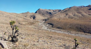 Fire-damaged Joshua tree and blackbrush community, date and location not specified | Photo courtesy Bureau of Land Management, St. George News