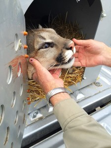 A mountain lion was tranquilized and relocated after it invaded the window well of a Green Springs home on the 700 block of West Morby Street, in Washington, Utah, April 25, 2016 | Photo by Kimberly Scott, St. George News 