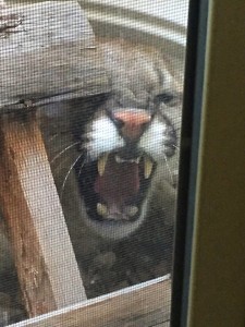 A mountain lion invaded the window well of a Green Springs home on the 700 block of West Morby Street, in Washington, Utah, April 25, 2016 | Submitted image, St. George News 