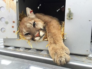 A mountain lion was tranquilized and relocated after it invaded the window well of a Green Springs home on the 700 block of West Morby Street, in Washington, Utah, April 25, 2016 | Photo by Kimberly Scott, St. George News 