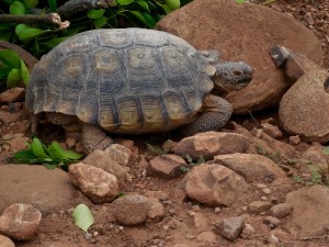 Desert tortoise, Santa Clara, Utah, March 5, 2016 | Photo by Julie Applegate, St. George News