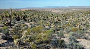 Healthy Joshua tree and blackbrush community, date and location not specified | Photo courtesy Bureau of Land Management, St. George News