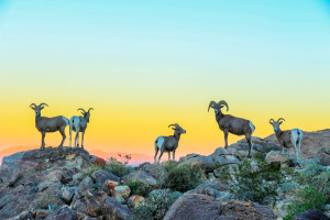 Joshua Tree National Park, Share the Experience 2015 photo contest | Photo by Koustubh Kulkarni, courtesy of National Park Foundation; St. George News