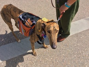 A greyhound named Simon carries National Park Service brochures during a parade in Kanab, Utah. May 14, 2016 | Photo by Cami Cox Jim, St. George News