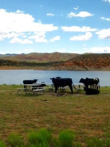 Cows gather around a picnic table at Gunlock Reservoir, Gunlock, Utah, date not specified | Photo courtesy of Sand Hollow State Park Complex, St. George News