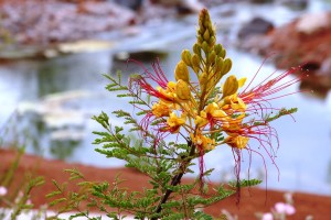 Water-wise plants are an important part of water conservation, location and date unspecified | Photo courtesy Washington County Water Conservancy District, St. George News