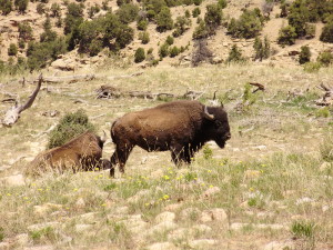 A bison from the genetically pure Henry Mountains herd in Southern Utah, date unspecified | Photo courtesy of Dustin Ranglack, St. George News