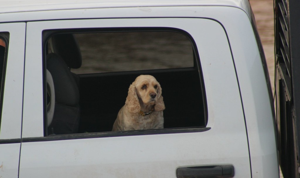 This dog looks out the from inside a truck that entered the Virgin River to help another truck stuck in the river, St. George, Utah, May 17, 2016 | Photo by Mori Kessler, St. George News