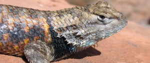 Desert spiny lizard | Photo courtesy nps.gov, St. George News