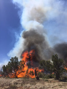 The Bert fire in the Kaibab National Forest has reached 2,175 acres in size, Williams, Arizona, photo undated | Photo courtesy U.S. Forest Service, St. George News