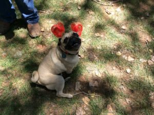 A patriotic pug smiles for the camera at the Colorado City/Hildale Independence Day celebration, Colorado City, Arizona, July 2, 2016 | Photo by Cami Cox Jim, St. George News