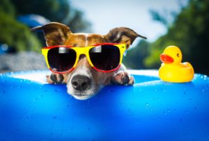 dog on blue air mattress in water refreshing, Photo by Damedeeso | Getty Images, St. George News