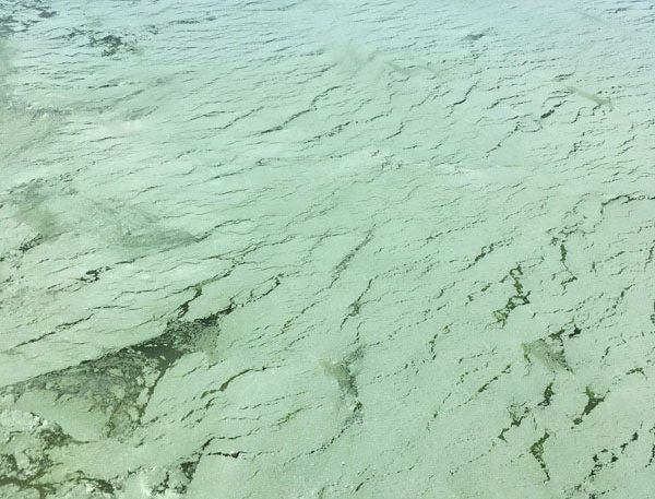 A toxic algae bloom has covered much of Utah Lake and has resulted in its being closed to the public since July 14. Over 100 people have been sickened due to exposure to the bloom according to The Associated Press, Utah County, Utah, July 2016 | Photo courtesy of the Utah Department of Environmental Quality, St. George News