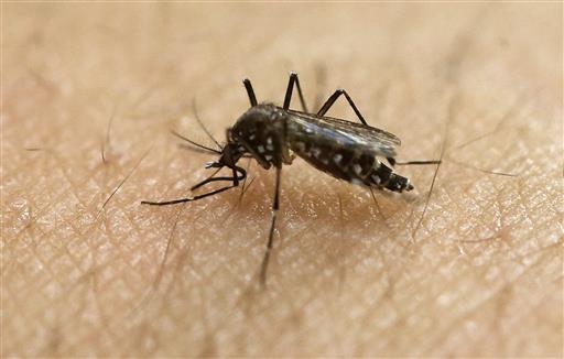 FILE - In this Jan. 18, 2016, file photo, a female Aedes aegypti mosquito acquires a blood meal on the arm of a researcher at the Biomedical Sciences Institute in the Sao Paulo's University in Sao Paulo, Brazil. The CDC is working with Florida health officials to investigate what could be the first Zika infection from a mosquito bite in the continental United States. They said Tuesday, July 19, 2016, lab tests confirm a person in the Miami area is infected with the Zika virus, and there may not be any connection to someone traveling outside the country. AP Photo/Andre Penner, File, St. George News