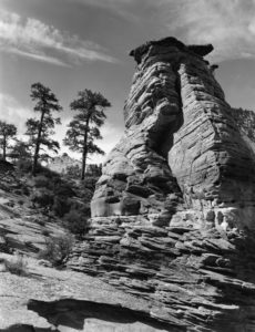 Ponderosas' Guardian by Michael Plyer | Photo courtesy of Frontier Homestead State Park, St. George News, Cedar City News