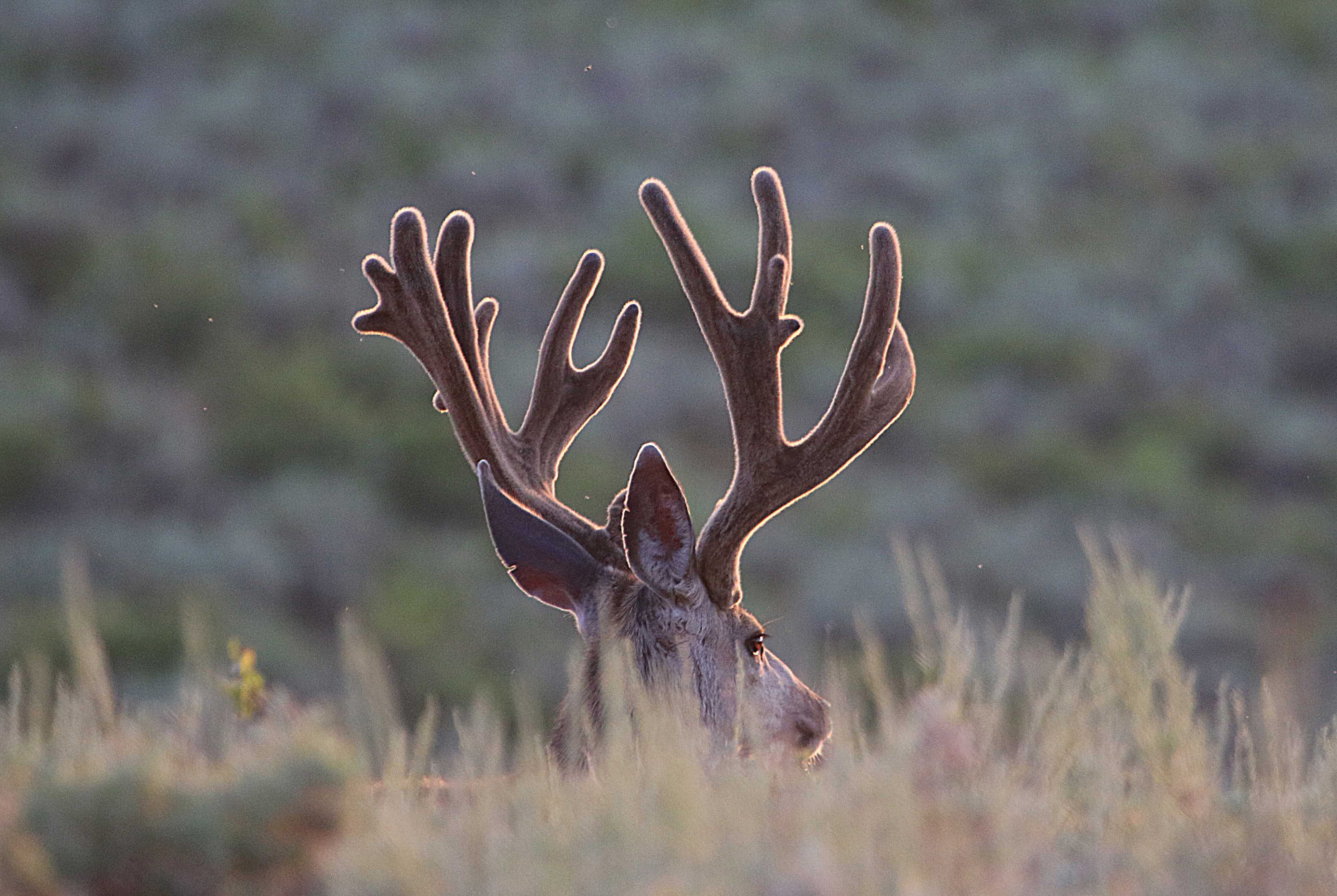 This 2016 photo shows a buck in northern Utah. "If you have a permit for the general archery deer hunt, you have a lot to be excited about. The number of deer in Utah, including the number of bucks, is growing," the Division of Wildlife Resources says. Utah, 2016 | Photo by Jim Shuler courtesy of Utah DWR, St. George News