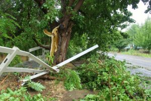 Large branch broke off during storm and split the trunk before falling in the roadway and completely blocking traffic on Main Street in Rockville, Utah, Aug. 3, 2016 | Photo by Cody Blowers, St. George News