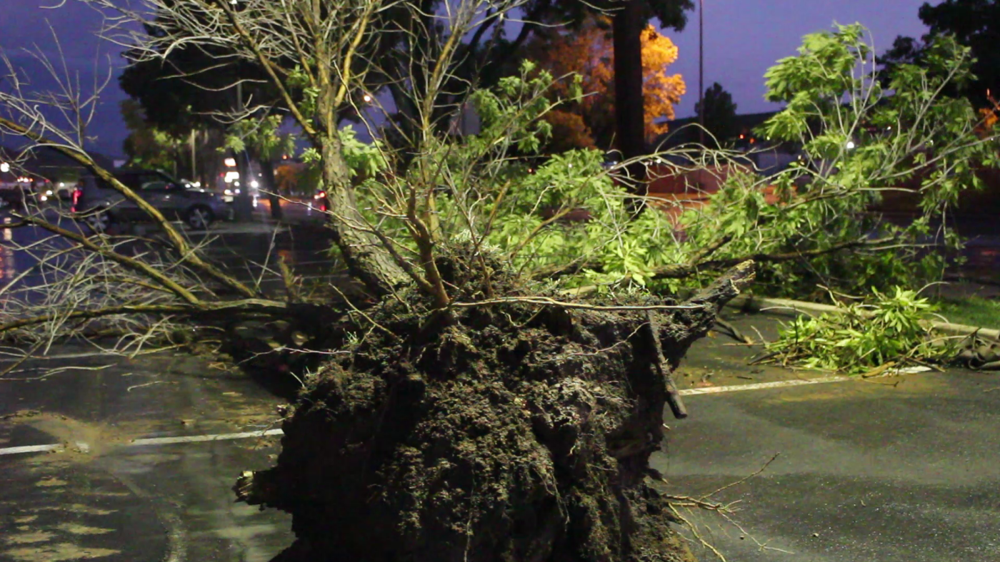 A tree along Main Street in St. George was toppled into the road during a sudden rain storm, St. George, Utah, Aug. 1, 2016 | Photo by Mor Kessler, St. George News