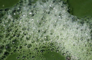  This July 20, 2016, file photo, the water along the shore of Utah Lake is shown, near American Fork, Utah. Scientists from the U.S. Geological Survey will study how nutrient levels contribute to algae bloom outbreaks on the heels of this summer's massive algae bloom that closed Utah Lake, sickened people and left farmers scrambling for clean water during some of the hottest days of the year | Photo courtesy of Rick Bowmer, via AP, St. George News