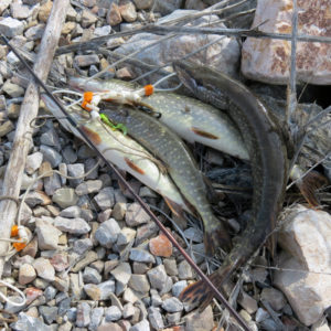Starting Jan. 1, the tributaries at Utah Lake will be open to fishing year round | Photo by Dan Potts, Utah Division of Wildlife Resources, St. George News